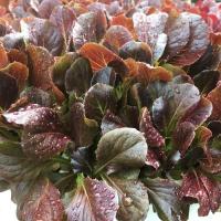 ราคา 100 เมล็ด ผัก สลัด เรดคอส Red Cos Lettuce ผลไม้ สวนครัว เหมาะแก่การทำสวน (50958961526)