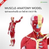 ราคา หุ่นจำลองกล้ามเนื้ออนาโตมี่ 80cm/27ชิ้น หุ่นลายกล้ามเนื้อ MUSCLE-ANATOMY MODEL By Fangkhem (24754247067)