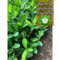ราคา ต้นกระทิง สารภีทะเล สารภี ต้นแข็งแรง สินค้าเสียหาย แจ้งทางร้านได้เลยจ้า (10864829891)