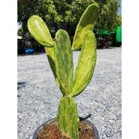 ราคา เสมาด่าง 1 ต้น # ตอด่าง ด่าง เสมา โอพันเทีย โอพันเทียด่าง opantia​ Cactus แคคตัส กระบองเพชร ไม้อวบน้ำ ไม้กราฟ ราคาถูก​ (8576297840)