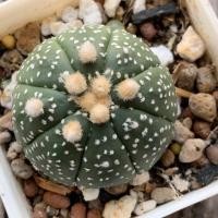 ราคา *ส่งแบบถอดกระถาง* แคคตัส กระบองเพชร ไม้เมล็ด แอสโตร แอสโตรไฟตัม astrophytum (7842327300)