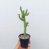 ราคา ยูโฟเบีย ถั่วของแจ๊ค Euphorbia Bisellenbeckii (26004156967)
