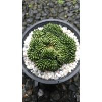ราคา Gymnocalycium mihanovichii inermis cristata ยิมโนไร้หนามคริส (56001987314)