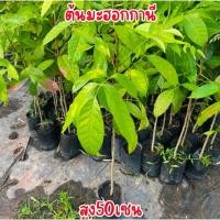ราคา ต้นมะฮอกกานี พร้อมส่ง สูง60เซน (28966421825)