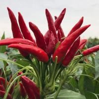 ราคา เมล็ดพันธุ์พริกจินดาแดง ตราเจียไต๋ ประมาณ50เมล็ด BIRD CHILLI เมล็ดพันธุ์พริกจินดาแดง เมล็ดพริก เมล็ดพันธุ์พริก พริกจินดา (26008910906)