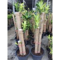 ราคา ใหม่ ต้นวาสนา สูง1เมตร 3ต้นในกระถาง10นิ้ว ต้นวาสนา ต้นไม้มงคลคู่บ้าน เสริมโชคลาภและความเจริญ (14545864599)