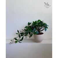 ราคา ต้นไม้ปลอม เถาสายน้ำ Nagare (流れ) กระถางดินเผากว้าง 11 cm (44131412726)
