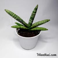 ราคา ต้นงาช้าง Sansevieria Boncel ต้นไม้ฟอกอากาศ (1859977717)