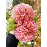 ราคา ต้นพุดตานญี่ปุ่น/ดอกสีชมพู ขนาด100ซม. (12733799821)