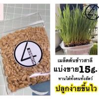 ราคา เหลือ 2.- กรอกโค้ดDET50FEB ] เมล็ดต้นข้าวสาลีแมว แบ่งขาย 5บาท/15g. สำหรับปลูก (7872806003)