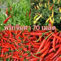 ราคา เมล็ดพันธุ์ พริกจินดาแดง เผ็ด[ 1 ซอง ] 50 เมล็ด+++ พริกสด-แห้ง พริกเขียวแดง เผ็ดมาก เผ็ดกลาง (6741702084)