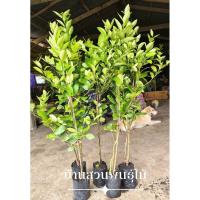 ราคา ต้นมะนาว พันธุ์แป้นพิจิตร 1 ต้นกิ่งตอน สูง 80-100 ซม. (29719522835)