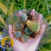 ราคา ขายกระบองเพชร(cactus) 7 บาท ราคาถูกราคาส่ง (2285095574)