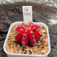 ราคา ยิมโนด่าง GYmno variagata seedings ขนาดกระถาง 3 นิ้ว (จัดส่งทั้งกระถาง) กระบองเพชร Cactus ต้นไม้สวยงาม (19371909400)