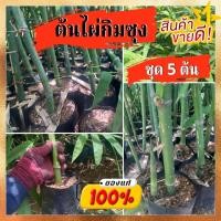 ราคา ต้น ไผ่ กิม ซุง ราคาถูก 1ชุด 5 ต้น ไผ่กิมซุง รากเต็มถุง ต้นแข็งแรง มาจากต้นแม่ที่แข็งแรง ไผ่เศรษฐกิจ พร้อมปลูก (19732026421)