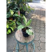 ราคา Aglaonema manila pride ด่าง (25807196212)