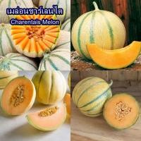 ราคา 8 เมล็ด เมล็ดเมล่อนชาร์เลนไต (รสชาติและกลิ่นหวานหอม ผิวมีริ้วเหมือนลูกบาส เนื้อสีส้มหวานหอม เปลือกสีเหลืองอมส้มลายเขียว) (26741954945)