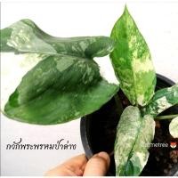 ราคา มาใหม่​ กวักพระพรหมป่าด่าง​ ไม้ด่าง​โหด (21830818180)