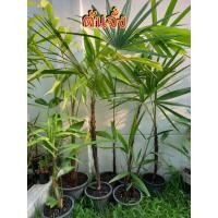 ราคา ต้นจั๋ง Lady Palm ต้นไม้เรียกทรัพย์ ต้นไม้ฟอกอากาศ ช่วยดูดสารพิษ (14264680757)