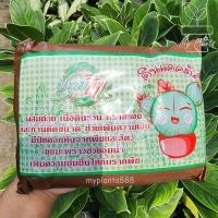 ราคา ดินปลูกแคคตัส กระบองเพชร (5510516142)