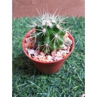 ราคา ถังทอง Echinocactus grusoniiขนาดต้น 4Cm. (8779021755)