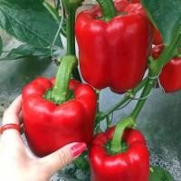 ราคา เมล็ดพันธุ์ พริกหวาน พริกหยวกหวาน พริก ( Sweet Pepper Seed ) สีแดง สีเขียว สีส้ม สีเหลือง สีขาว50เมล็ด (29358484509)