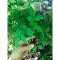 ราคา ต้นกล้ามะเขือเทศเชอรี่ดำ Black Cherry Tomato สีดำ อร่อย หวาน กรอบ กล้าละ 12บาท ซื้อ 10แถม (21339761609)