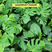 ราคา ต้นมอนสเตอร่า ไจแอนท์ (Monstera) (3569111731)