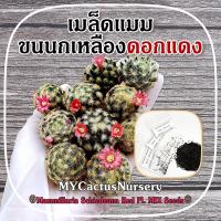 ราคา เมล็ดแมมขนนกเหลืองดอกแดง เมล็ดขนนกเหลืองดอกแดง Mammillaria Schiedeana Red Flower Seeds เมล็ดขนนกเหลือง ขนนกเหลืองดอกแดง (16034042532)