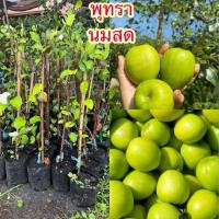ราคา ต้นพุทรานมสด พร้อมปลูก (42380383719)