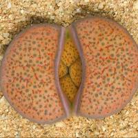 ราคา 20 เมล็ด ไลทอป Lihops Seeds พืชอวบน้ำ ไม้ก้อนหิน สายพันธุ์ Lithops fulviceps C170 (45408985847)
