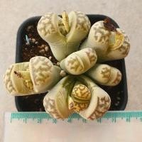 ราคา ไลทอป ไลทอปฟอร์มกอ Lithops ลิทอป หินมีชีวิต ไลทอปจัดส่งทั้งกระถาง (10741137754)
