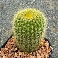 ราคา แคคตัสกระบองทอง (Parodia leninghausii) กลีบมะเฟืองทอง กระถาง2นิ้ว(ส่งทั้งกระถาง) (27839081770)
