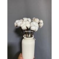 ราคา ดอกฝ้าย ดอกสวย ดอกcotton ส่งจากไทย ดอกฝ้ายธรรมชาติ ดอกฝ้ายจริง ดอกฝ้ายแห้งจริงตกแต่งก้านประดิษฐ์ ดอกไม้ดอกฝ้าย (18464601375)