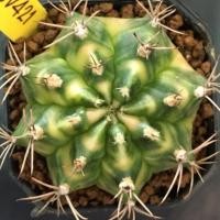ราคา ❤️❤️มีส่งด่วน❤️❤️ไม้ชำหน่อ (SV421) ต้นแม่ไม้เมล็ด /Cactus /Gymno/Gymnocalycium/ยิมโนด่าง/ไม้ชำหน่อ/แคคตัส ​ (48256985838)
