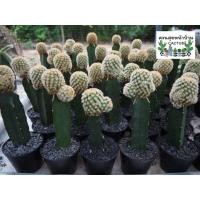 ราคา Lot1.Mammillaria Carminae Buddha แมมมิลาเลีย คามิเน่ บุดดา (21809510719)