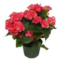 ราคา 1 ต้น บีโกเนีย ดอกสีชมพู Begonia ส้มกุ้ง ก้ามกุ้ง ขนาดต้น 20 ซมส่ง พร้อมกระถาง 6 นิ้ว (11114877144)