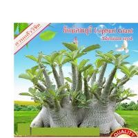 ราคา เมล็ดชวนชม ยักษ์ลพบุรี (3755615124)