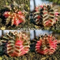 ราคา ยิมโนด่าง ไม้เมล็ด ตรงปก -​B3- Gymnocalycium​ Cactus แคคตัส กระบองเพชร ไม้อวบน้ำ ไม้กราฟ ราคาถูก​ GYMNO ด่าง ยิมโน (12544542576)