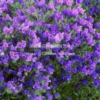 ราคา Blue Thistle Seed เมล็ดพันธุ์ดอกไม้ปลูกโฟร์ซีซั่นส์26690421AL8280 (52909199793)
