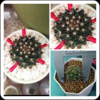 ราคา กระบองเพชร แคคตัส แมมหนามพิกุลในกระถาง2นิ้วขนาดต้น2-2.5ซม.จัดส่งทั้งกระถาง (18913984777)