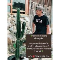 ราคา กระบองเพชรยักษ์ หรือ คอนโดนางฟ้า (12635970459)