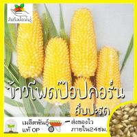 ราคา เมล็ดพันธุ์ ข้าวโพด ป๊อปคอร์น สับปะรด 15 เมล็ด Pineapple Popcorn เมล็ดพันธุ์แท้ นำเข้าจากต่างประเทศ ปลูกผัก สวนครัว โตไว (7979050254)