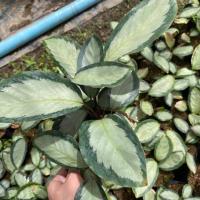 ราคา ต้น คล้าเงิน ไม้มงคล : Calathea picturata (7237442231)