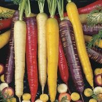 ราคา เมล็ดพันธุ์ แครอท คละสี (Rainbow Mixed Carrot Seed) บรรจุ 60 เมล็ด คุณภาพดี ของแท้ 100% (47606734792)