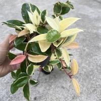 ราคา ดอกไม้ใบไม้กล้วยไม้ฤดูใบไม้ร่วงเงินปีนเขาสีทองสีทองสามสีพืชสีเขียว (29591215615)