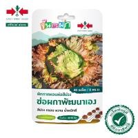 ราคา ศรแดง เมล็ดพันธุ์ ผักกาดหอมห่อสีม่วงช่อผกาพัฒนาเอง จันกะผัก (East West Seed) เมล็ดพันธุ์ผัก ตราศรแดง (17554656625)