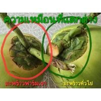 ราคา ต้นมะพร้าวหัวแดงหายาก(มะพร้าวไฟแท้) (26735871914)