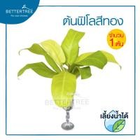 ราคา ฟิโลสีทอง (จำนวน 1 ช่อ ) ต้นไม้ฟอกอากาศ เลี้ยงน้ำได้ ต้นไม้ ต้นไม้น้ำ ต้นไม้มงคล (2879407758)