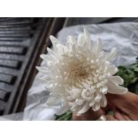 ราคา ดอกไม้สดบูชาพระ ดอกไม้สดบูชาหิ้งพระ ดอกไม้สดจากสวน (25386973892)
